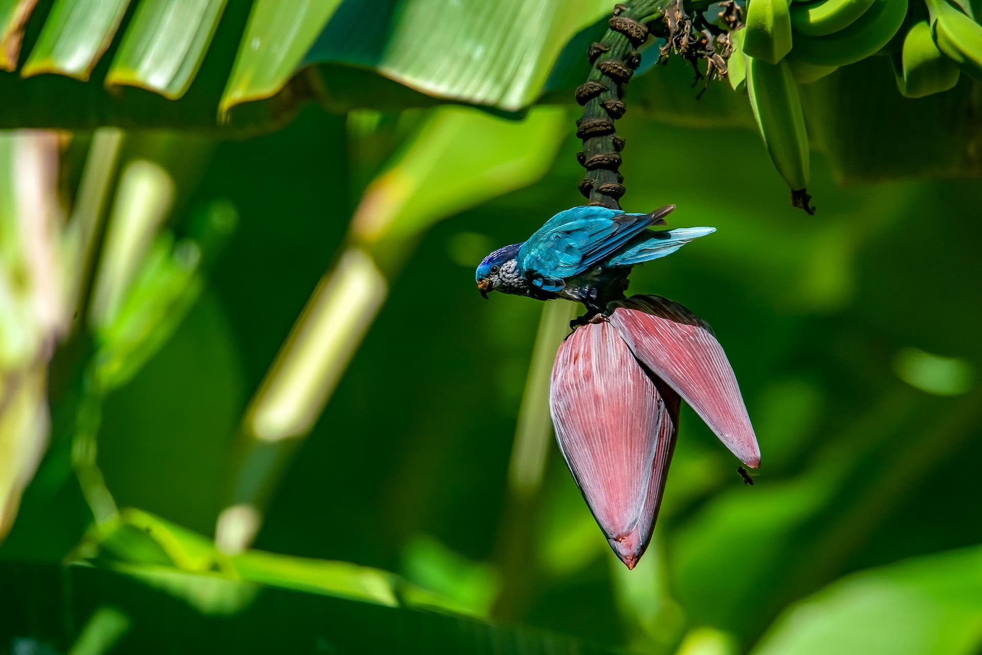 Oiseau Pihiti de couleur bleu, endemique de l'île de Ua Huka aux marquises en Polynésie, posé sur une fleur de bananier. Rencontres avec la Faune Polynésienne : De la Terre à la Mer.