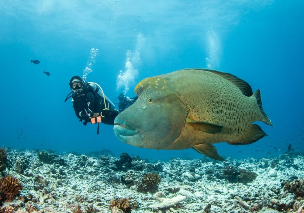 séjour plongée Polynésie - poisson napoléon au premier plan avec un plongeur derrière.