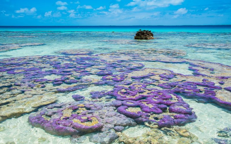 corail violet dans le lagon