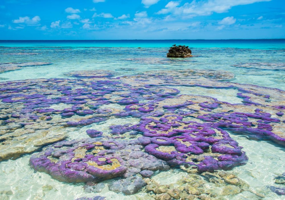 corail violet dans le lagon