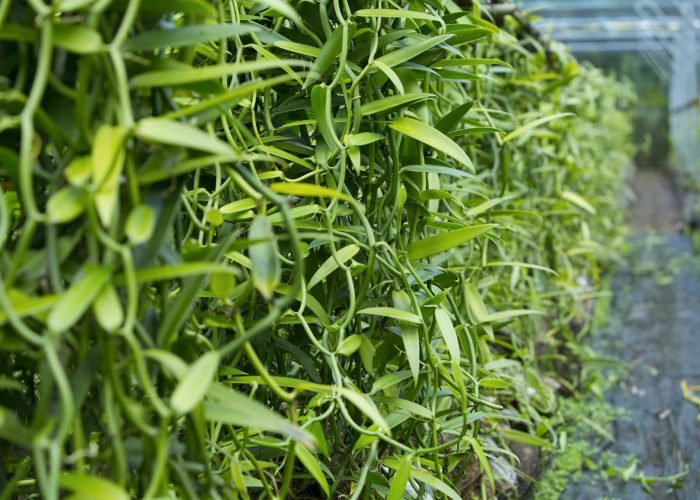 vue latéral sur des plantation de vanille de de polynésie
