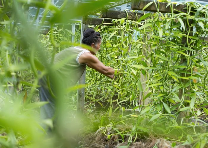 femme polynésienne récoltant des gousses de vanille de polynésie