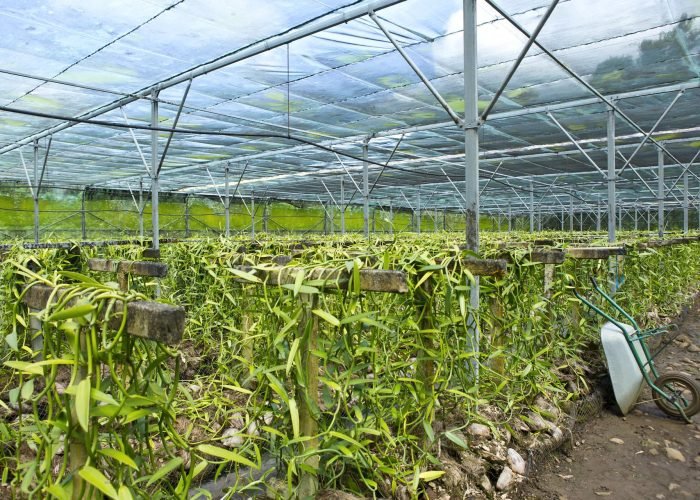 plantations de vanille sous serre en polynésie