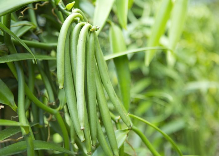 gros plan sur des jeunes gousses de vanille vertes de tahiti